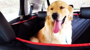 Tapete para PET (JTN)