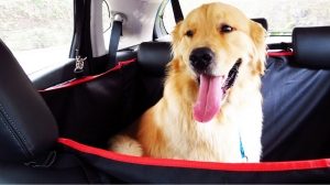 Dog Mat – Tapete para PET (JTN)