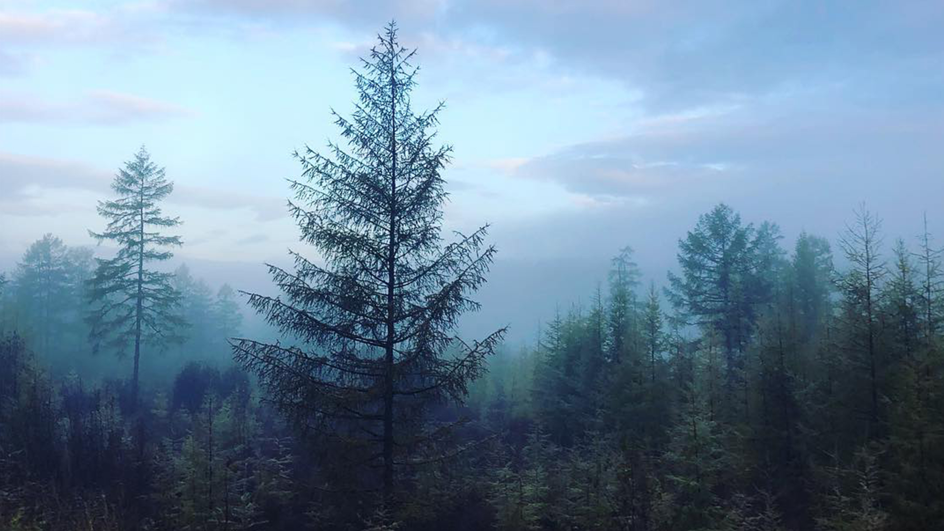 Forest shot at Yerofey Pavlovich, Amurskaya Oblast',Russa taken by Marek Kaminski